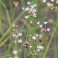 Meadow Garlic - Allium Canadense