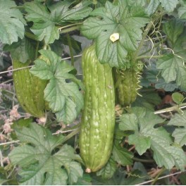 Bittermelon 