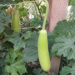 S016X01. Gourd - Asian Short Gourd (Edible)