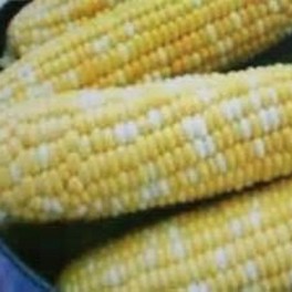 Corn Serendipity Triplesweet
