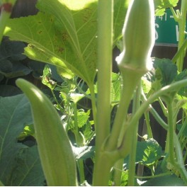 Okra - Arkansas Giant Okra