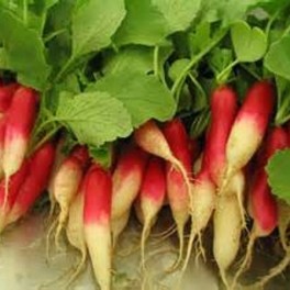 Radish - D'Avignon