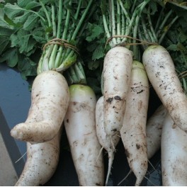 Daikon - Chinese Daikon Radish, Oshin