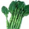 S057X01. Broccoli - Kailaan Broccoli