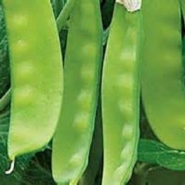 Pea Oregon Sugar Pod 