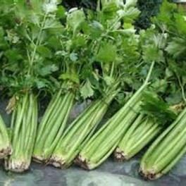 Celery - Chinese Celery
