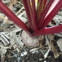 S070X01. Beets - Detroit Dark Red x 1 