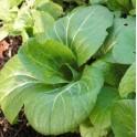S082X01. Bok Choy, Nanjing x 1