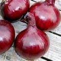 S071X01. Onion, Southport Red Global x 1
