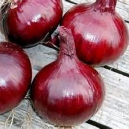 Onion, Southport Red Global