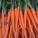 S097X01. Carrot - Tendersweet x 1