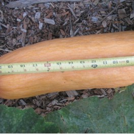 Squash - Pink Banana Squash Sweet Flesh
