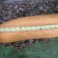 Squash - Pink Banana Squash Sweet Flesh
