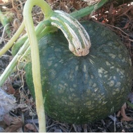 Squash - Burgess Buttercup 