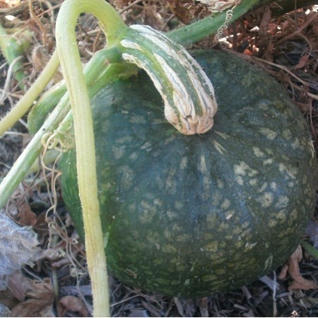 S029X01. Squash - Burgess Buttercup x 1