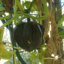 Squash - Acorn