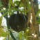 Squash - Acorn