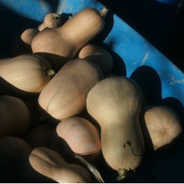 Squash - Butternut Squash Sweet Flesh