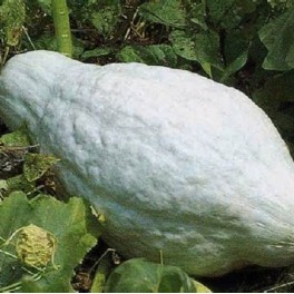 Squash - Hubbard
