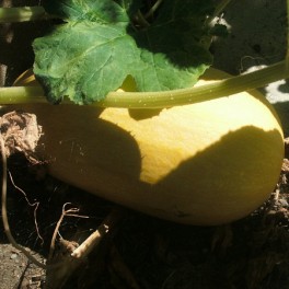 Squash - Spagetti Squash