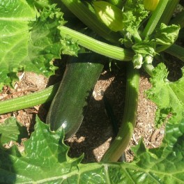 Squash - Zucchini Black Beauty