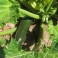 S009X01. Squash - Zucchini Black Beauty x 1