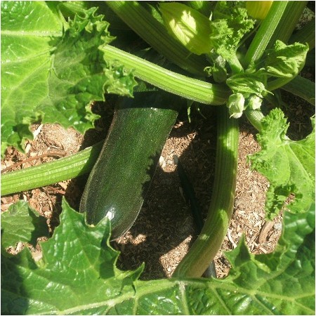S009X01. Squash - Zucchini Black Beauty x 1