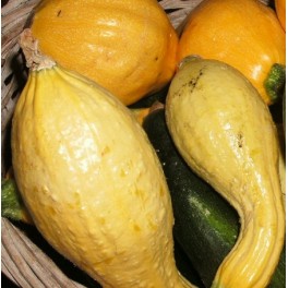 Squash - Summer Crookneck