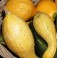 Squash - Summer Crookneck
