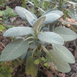Sage - Herb Sage