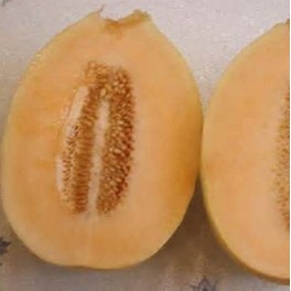 S024X01. Canataloupe - Crenshaw Melon