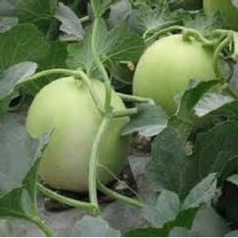 Canataloupe - Honey Dew Green Flesh