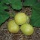 Cucumber - Lemon Cucumber
