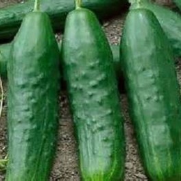 Cucumber - Straight 8