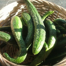 S013X01. Cucumber - Oriental Beijing cucumber x 1