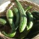Cucumber - Oriental Beijing cucumber