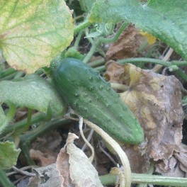Cucumber - National Pickling
