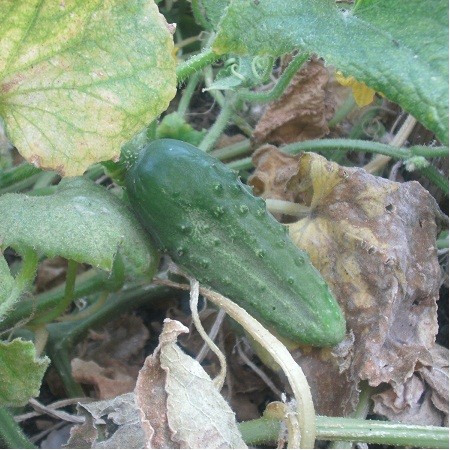 S021X01. Cucumber - National Pickling