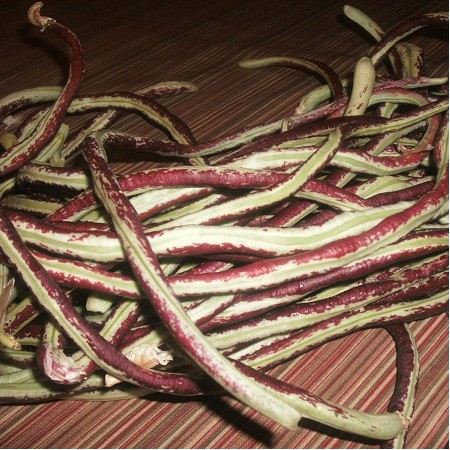 S003X01. Bean - Purple Yard Long Bean X 1