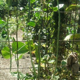 Bean - Yard Long Black Stripe Bean