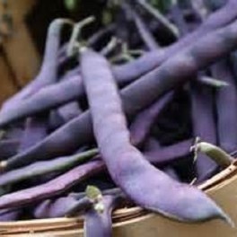 Bean - Pole Bean Purple