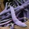 Bean - Pole Bean Purple