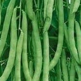 Bean - Kentucky Blue Pole (Green)