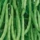 S007X01. Bean - Kentucky Blue Pole (Green) x 1