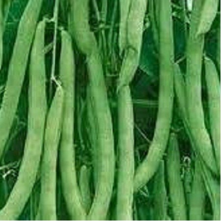 S007X01. Bean - Kentucky Blue Pole (Green) x 1