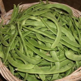 Bean - Kentucky Wonder Blue