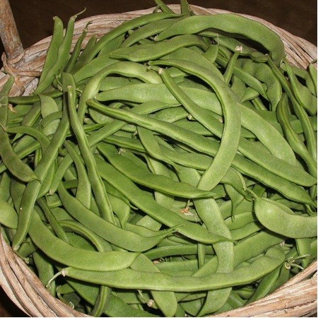 S026X01 Bean - Kentucky Wonder Blue x 1