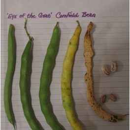 Eye of the Goat Cornfield Beans