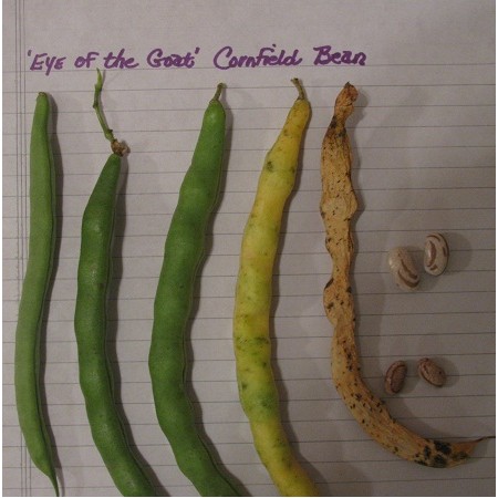 Eye of the Goat Cornfield Beans
