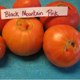 Black Mountain Pink